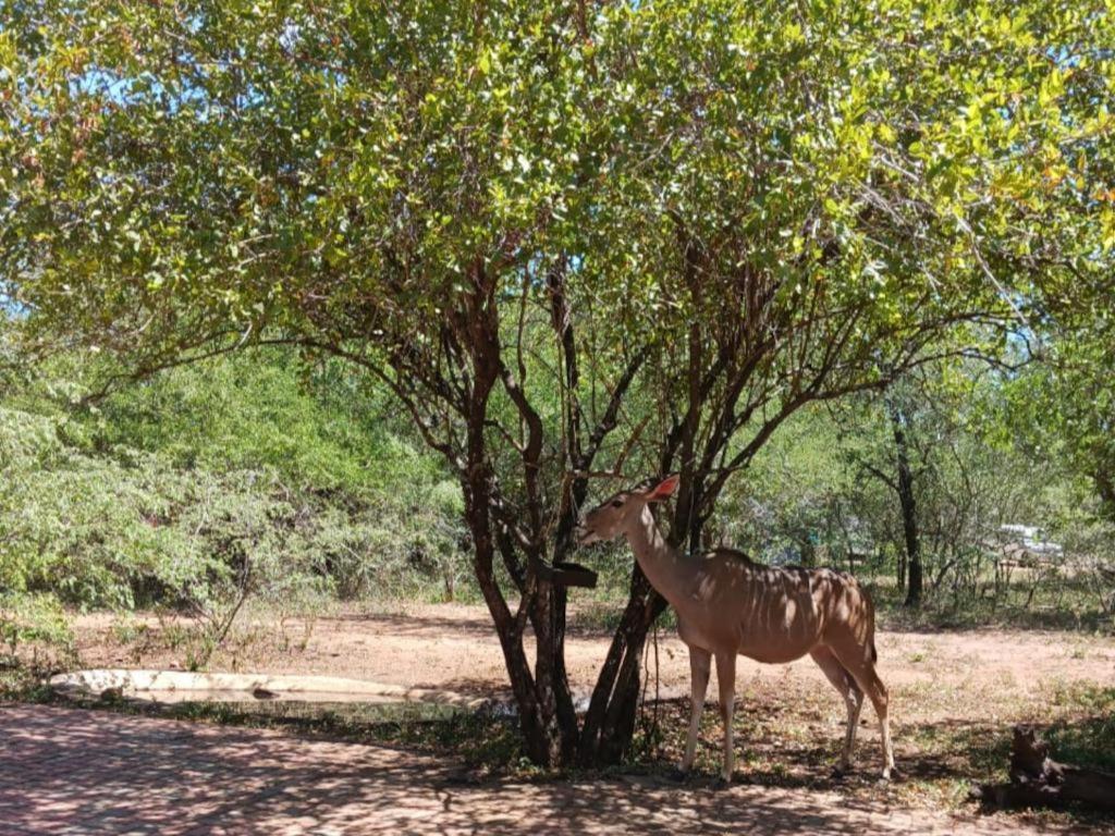 Marloth Cottage Marloth Park Εξωτερικό φωτογραφία